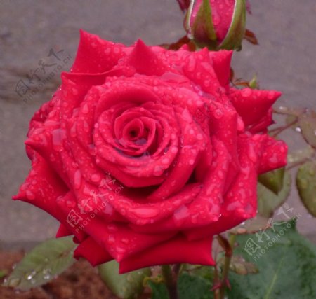 水滴红玫瑰图片