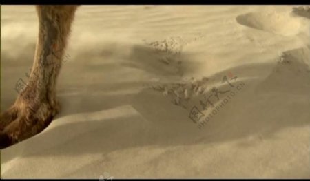 沙漠驼队风景画视频图片