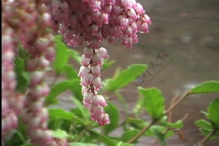 雨和春天的花朵股票视频视频免费下载