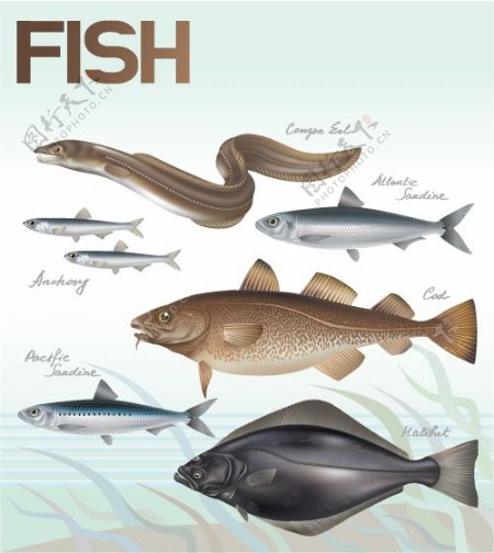 多种海洋鱼类矢量素材