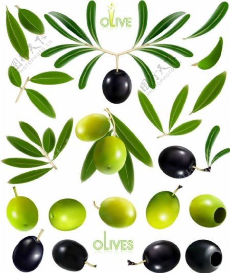 精美油橄榄设计矢量素材