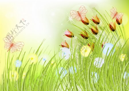 草地蒲公英鲜花蝴蝶春天背景图片