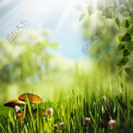 阳光草地蘑菇风景