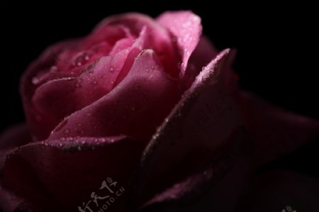 玫瑰水珠水滴图片