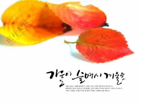 韩国红叶树叶
