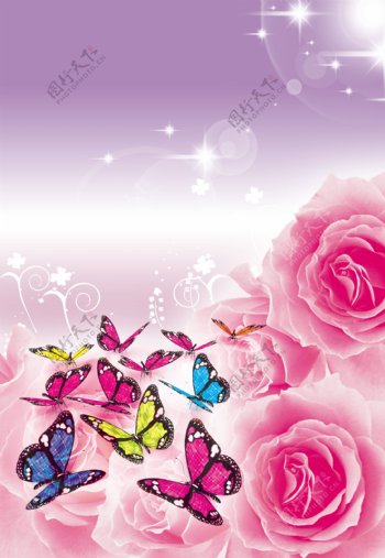 蝴蝶玫瑰图片