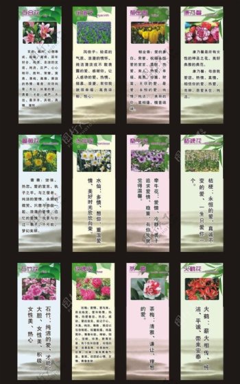花卉画面图片