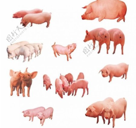 10款农家生猪图片