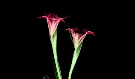 花朵X光透视图片