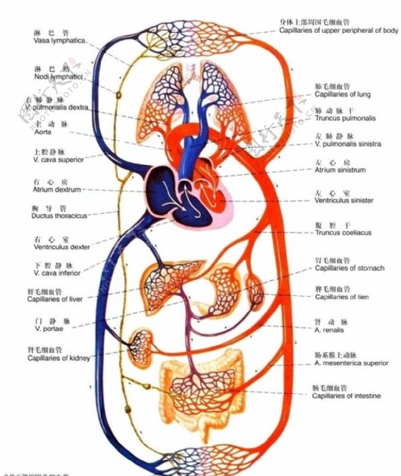 血液循环示意图图片