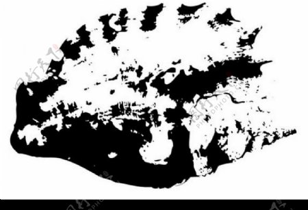 黑白海螺图片