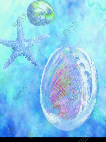 海星贝壳海螺图片
