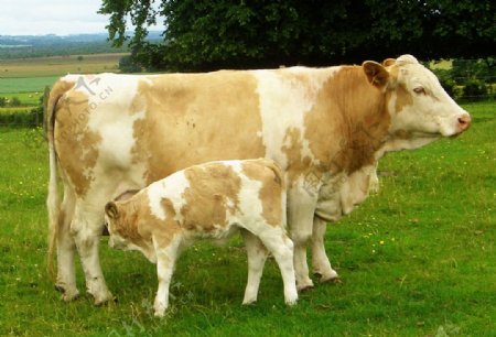 母牛和牛犊图片