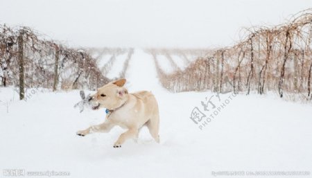 雪中的狗狗图片