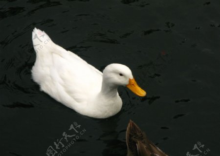 大白鸭子图片
