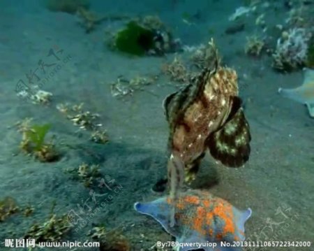 海底生物视频素材