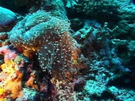 海底世界实拍素材MOV格式
