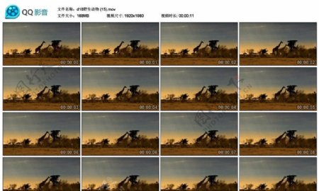 非洲大草原长颈鹿高清实拍视频素材