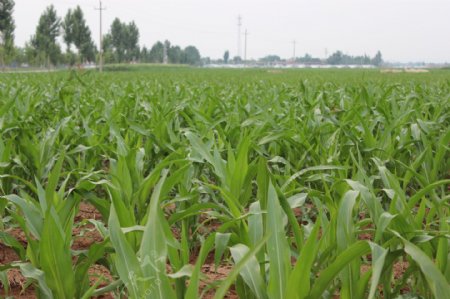 绿色玉米田图片