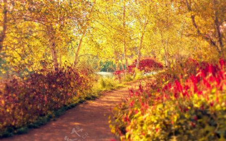 秋天枫树林小道图片