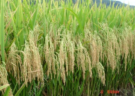 成熟水稻图片