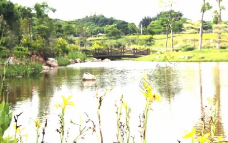 景观池图片