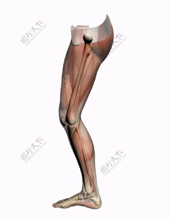 腿部肌肉图片