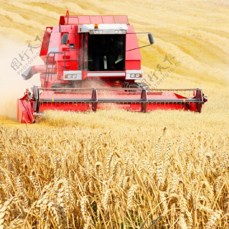 小麦收割机麦田图片