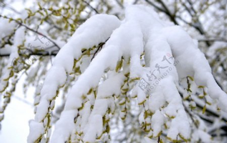 雪景春柳图片