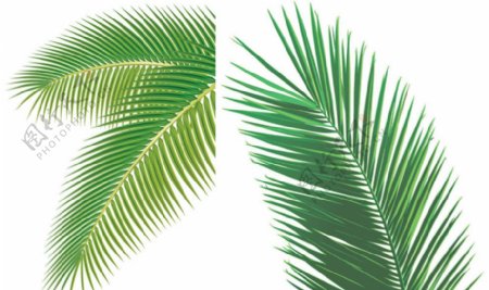 椰子树叶矢量图片