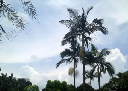 蓝天白云海南椰树风情图片