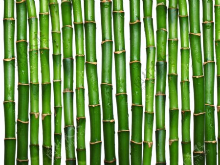 竹子绿竹水滴水珠图片