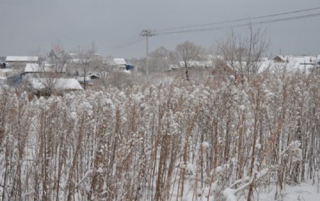 初冬雪景图片