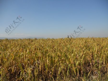 农作物黍子图片