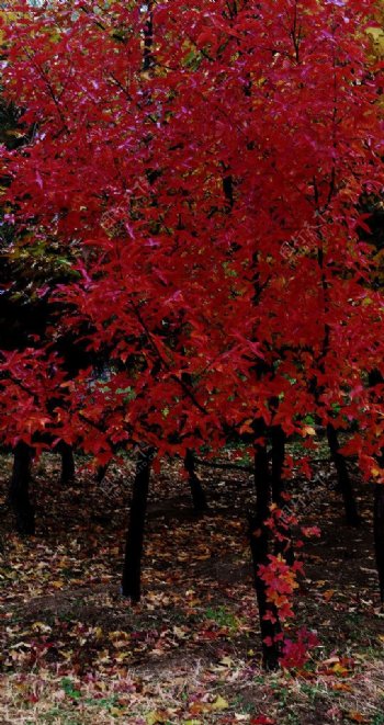火红枫香树图片