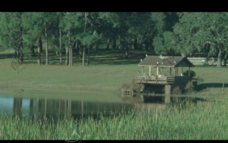 池塘背景视频素材