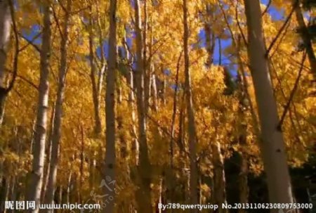 秋季森林视频素材