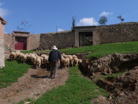 羊群和牧羊人图片