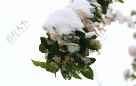 雪中春景图片