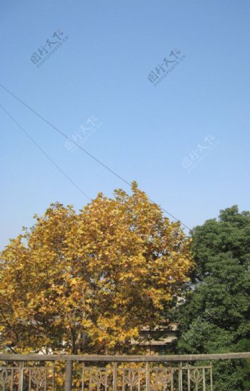 法国梧桐树樟树图片