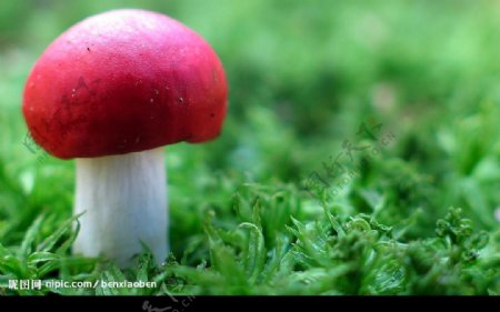 青草地中的粉红小蘑菇图片
