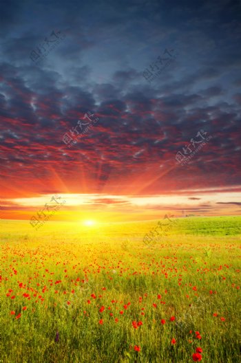 夕阳下的唯美草原野花图片