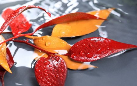 水中的树叶红叶水珠图片
