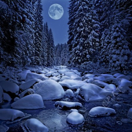 冬季夜景森林雪景图片