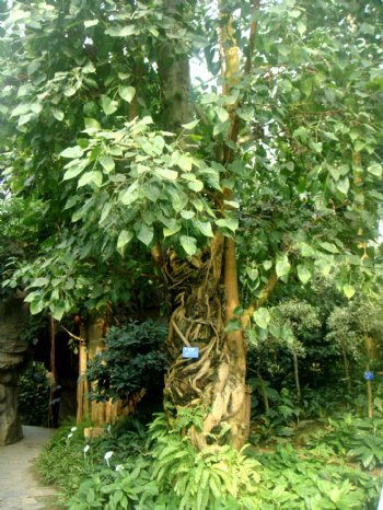 热带植物菩提树图片