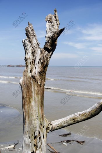 海边的老树干图片
