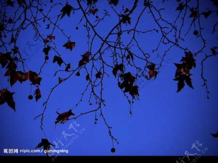 摄影夜晚的树叶图片