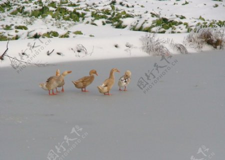冬季里的鸭图片