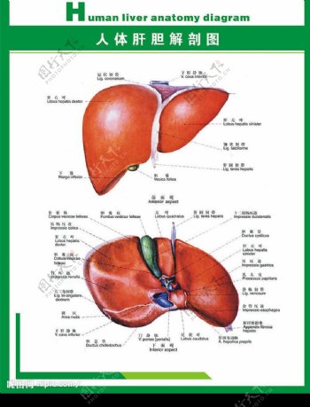 人体科普人体肝胆解剖图片