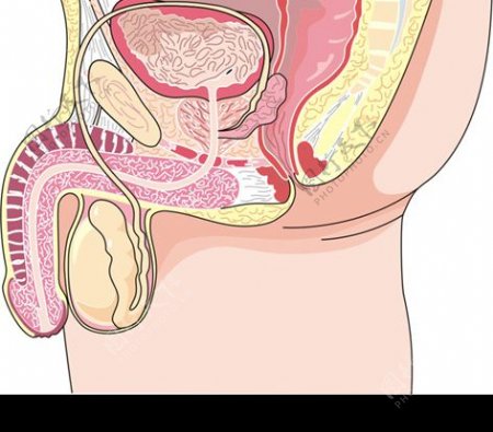 男性生殖系统剖面图图片